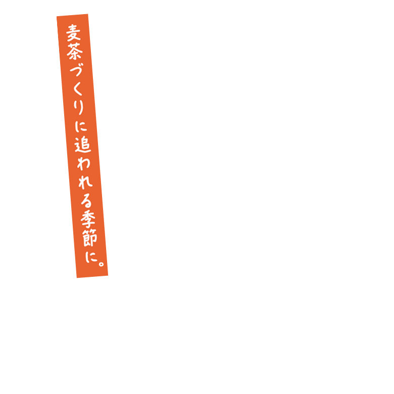 麦茶づくりに追われる季節に。