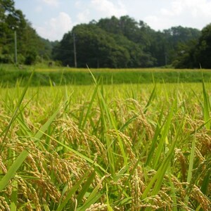 製造過程（イメージ）