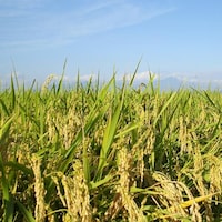寒暖の差が大きく伏流水の豊富な島根県大田市の大江高山地域で育ったお米です