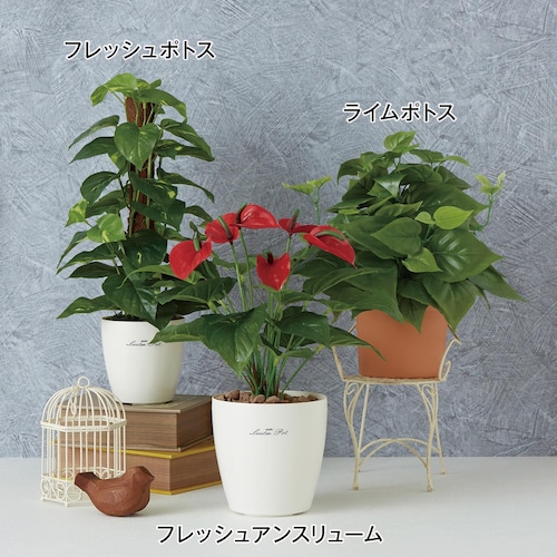 鉢植え消臭フェイクグリーン ＜フレッシュポトス／ライムポトス／フレッシュアンスリューム＞