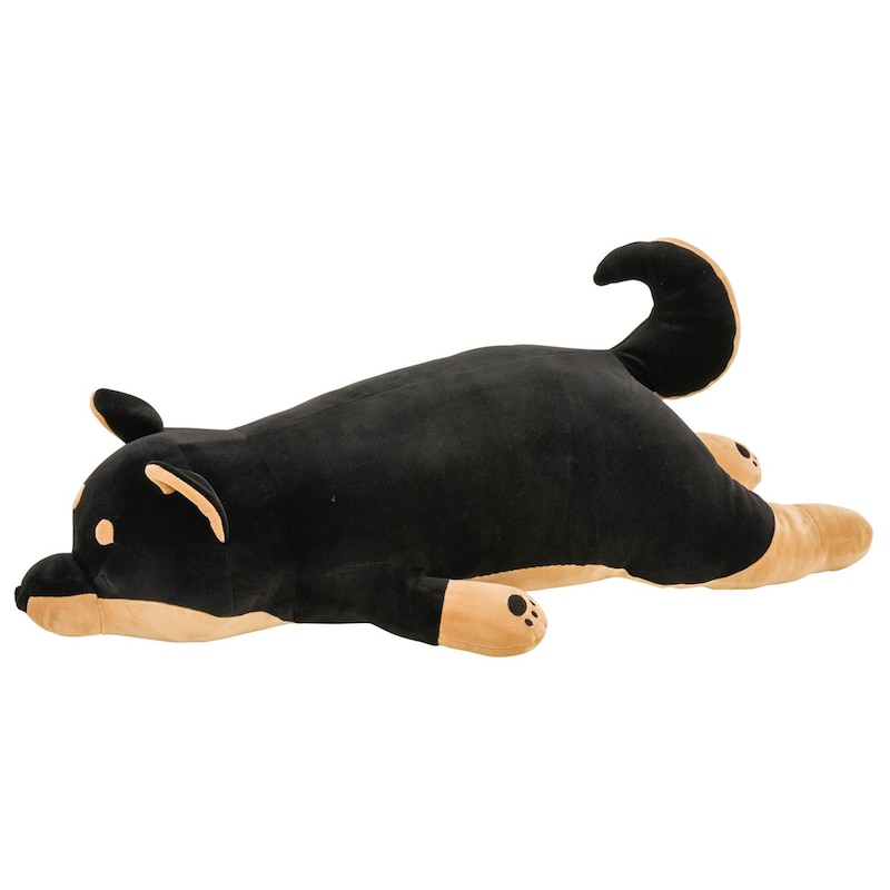 黒柴