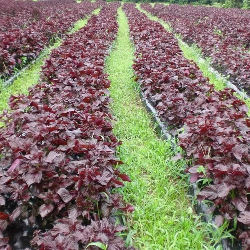 農薬不使用栽培の紫蘇畑の様子