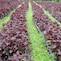 農薬不使用の紫蘇畑の様子