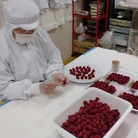 梅干し選別の様子
