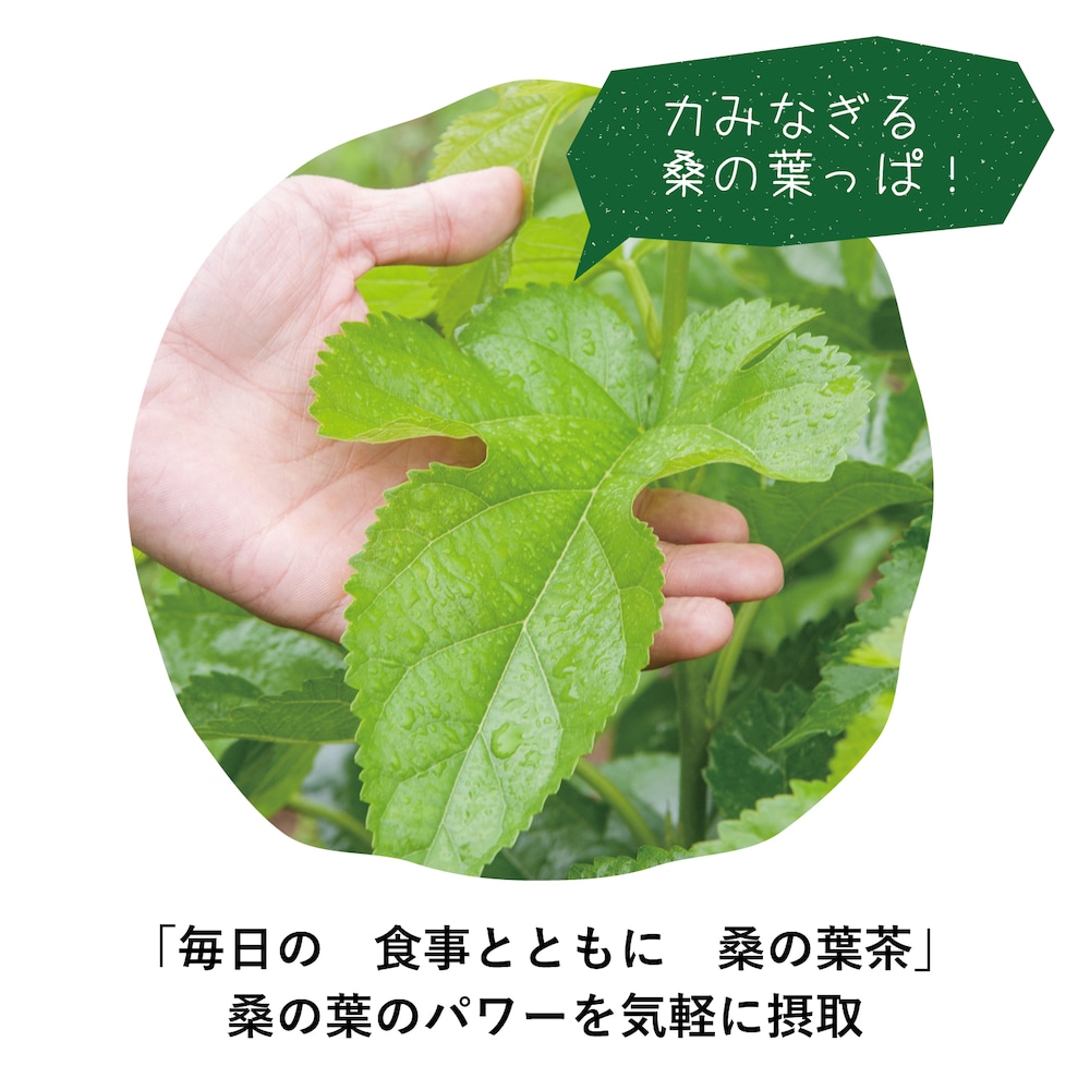 農薬不使用栽培にこだわり、朝収穫した桑の葉はその日のうちに製茶します
