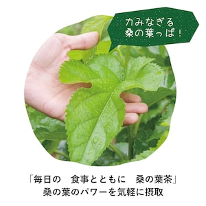 農薬不使用栽培にこだわり、朝収穫した桑の葉はその日のうちに製茶します