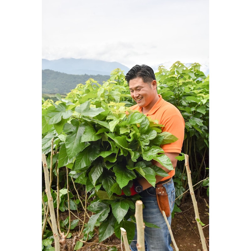 集落の高齢化で桑の生産量が減少する中、自ら桑の栽培を始め、自社管理農場で桑の葉茶を生産するハンさん