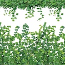 オオイタビ