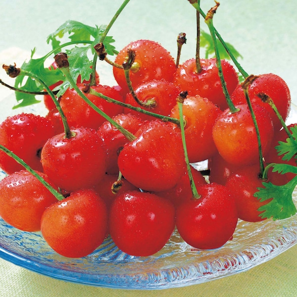 【ベルメゾン】【予約商品】 母の日 山形県産さくらんぼ「佐藤錦」 【ご注文は4月29日まで】