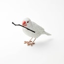 白文鳥