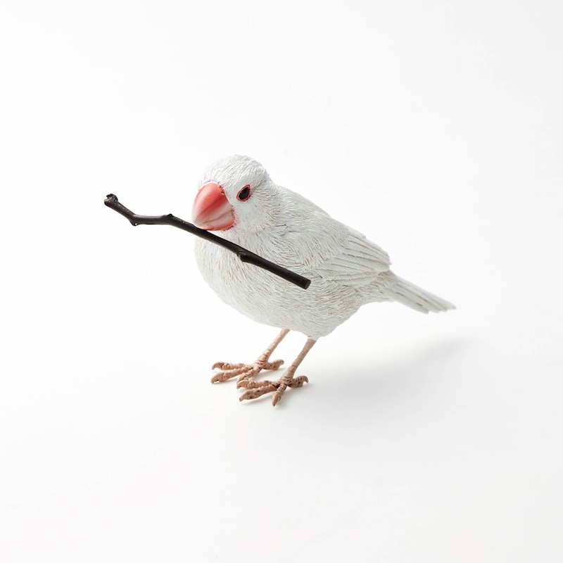 白文鳥