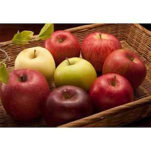 【ベルメゾン】【予約商品】【お歳暮・おとりよせ】 8種のりんごの味ぞろえ 【ご注文は12月15日まで】