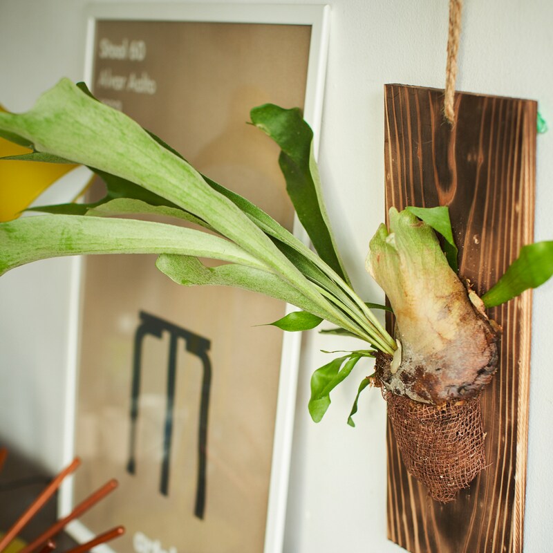 観葉植物 ハンギングプランツ コウモリラン 通販のベルメゾンネット