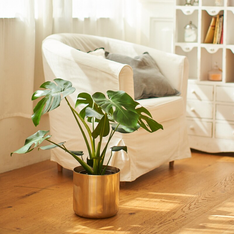 観葉植物 ゴールド鉢カバーセット モンステラ ７号 通販のベルメゾンネット