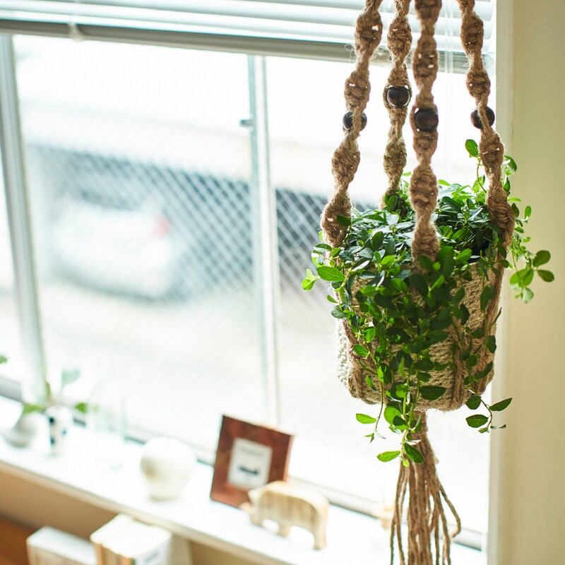 観葉植物 マクラメ鉢セット ハンギングプランツ フィカス シャングリラ 通販のベルメゾンネット