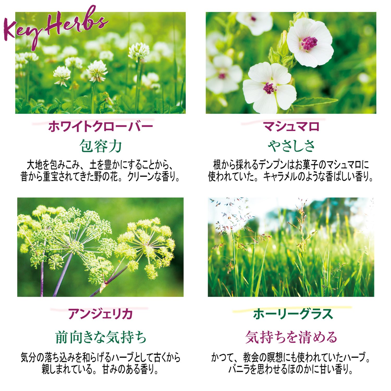 エルバブランシュ オードトワレ ロクシタン L Occitane 通販のベルメゾンネット エルバブランシュ オードトワレ ロクシタン L Occitane 通販のベルメゾンネット