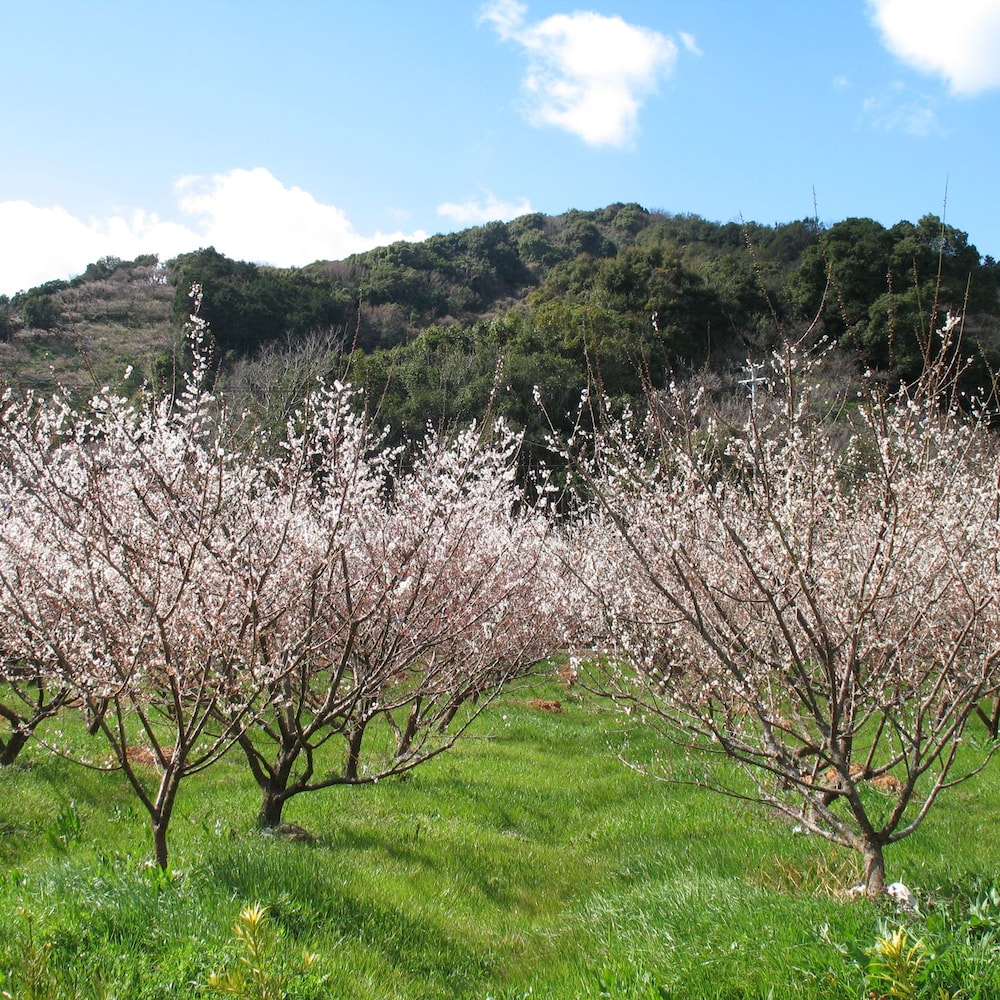 2月中旬には梅の花の満開の時期を迎えます