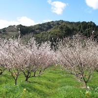 2月中旬には梅の花の満開の時期を迎えます
