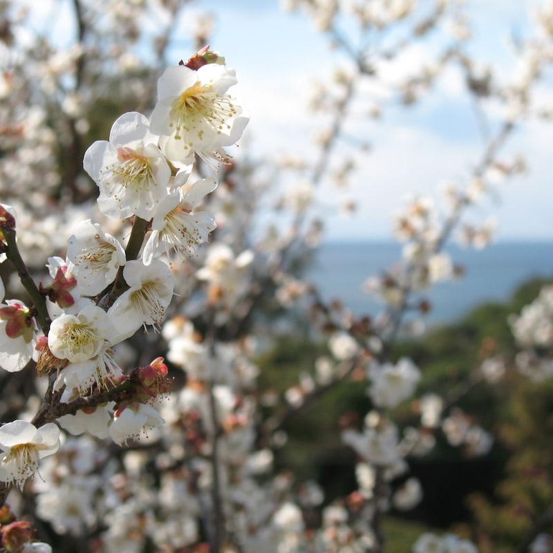 1月に梅の花が開花する様子