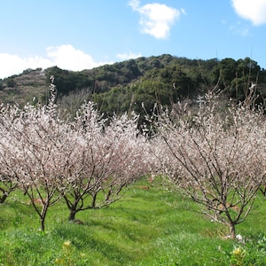 2月中旬には梅の花の満開の時期を迎えます
