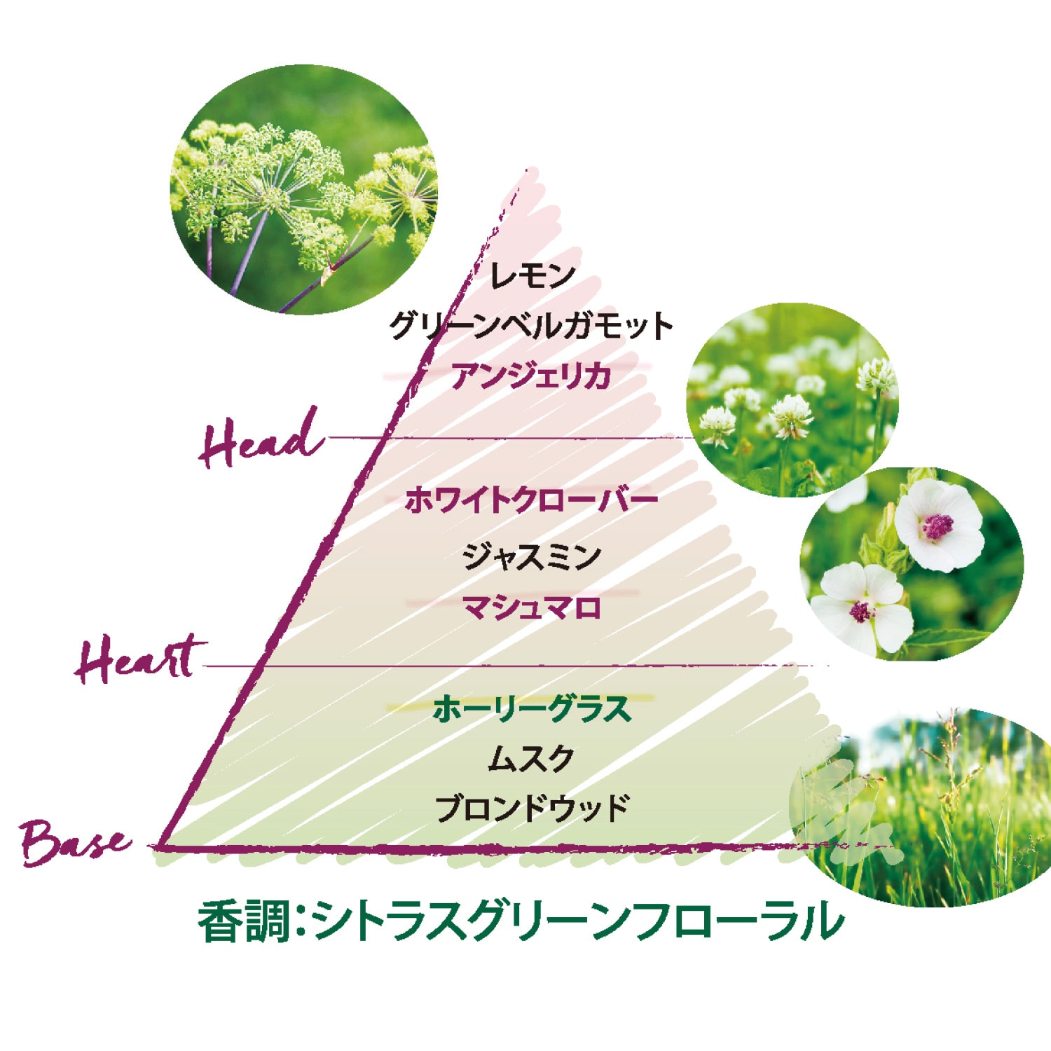 エルバブランシュ ハンドクリーム ＢＯＸ入り（ハンドケア/ハンド