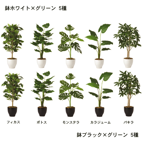 消臭フェイクグリーン 本体のみ 鉢付き モンステラ パキラ フィカス 通販のベルメゾンネット 消臭フェイクグリーン 本体のみ 鉢付き モンステラ パキラ フィカス 通販のベルメゾンネット