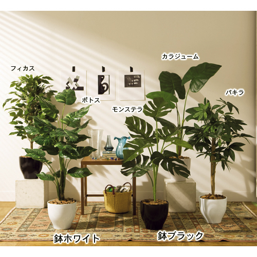 8ntdfylu7zn0 M 8ntdfylu7zn0 M