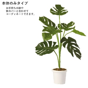 モンステラ(本体のみ)