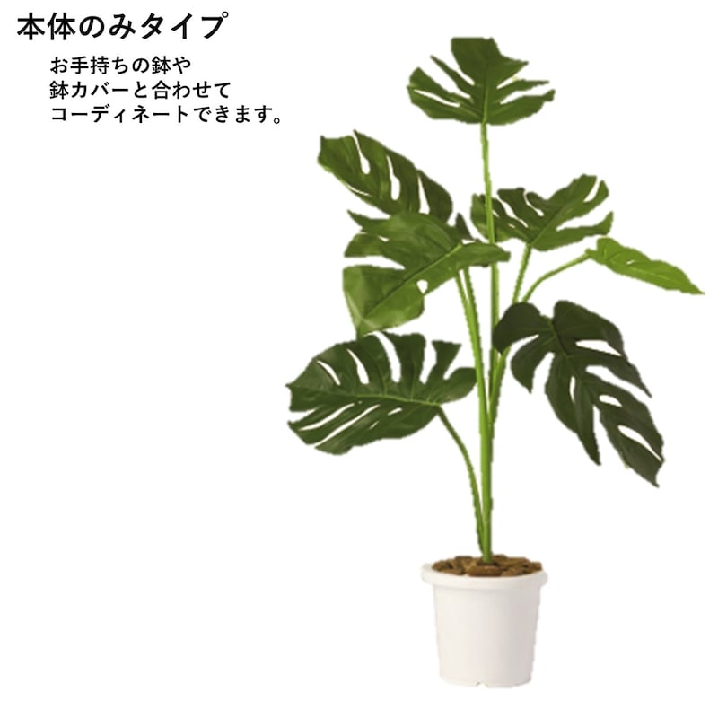 モンステラ(本体のみ)