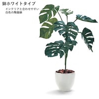モンステラ（鉢ホワイト）