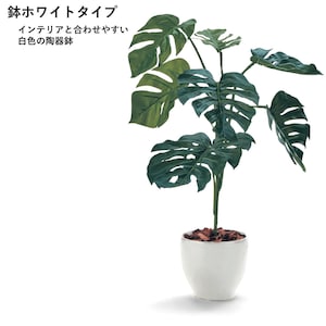 モンステラ（鉢ホワイト）