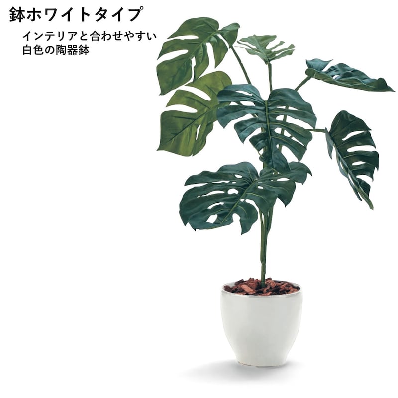 モンステラ（鉢ホワイト）