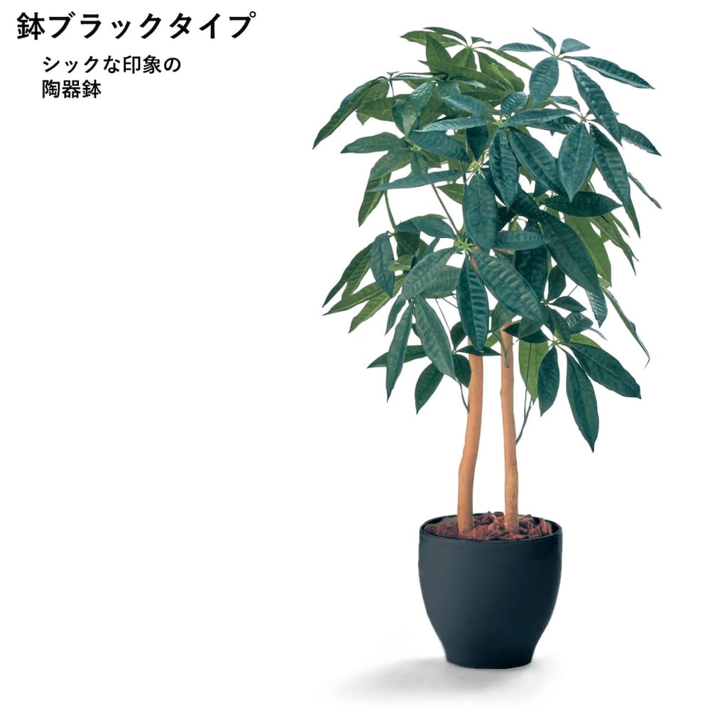パキラ（鉢ブラック）