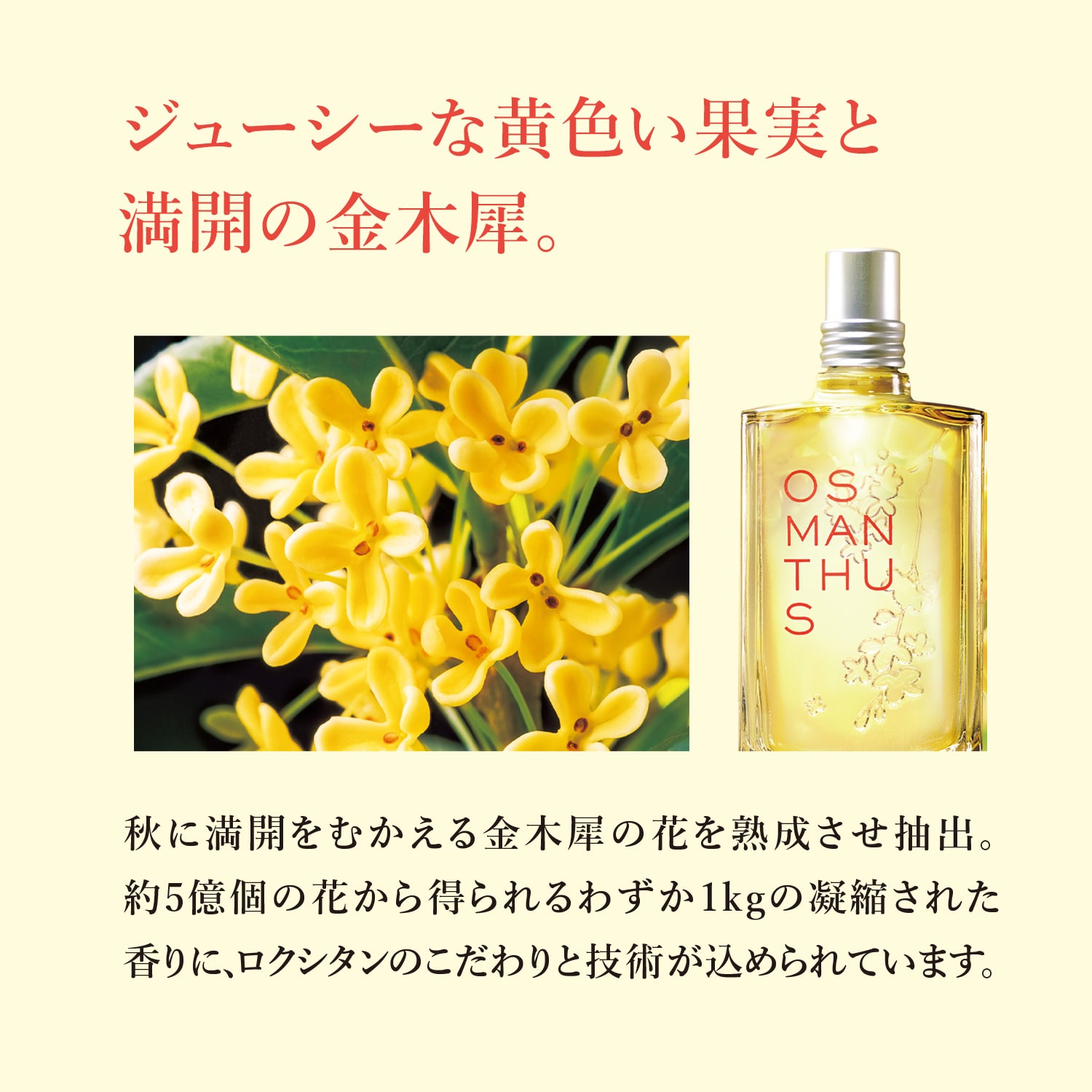 オスマンサス オードトワレ（香水）｜(ロクシタン/L'OCCITANE)｜通販のベルメゾンネット