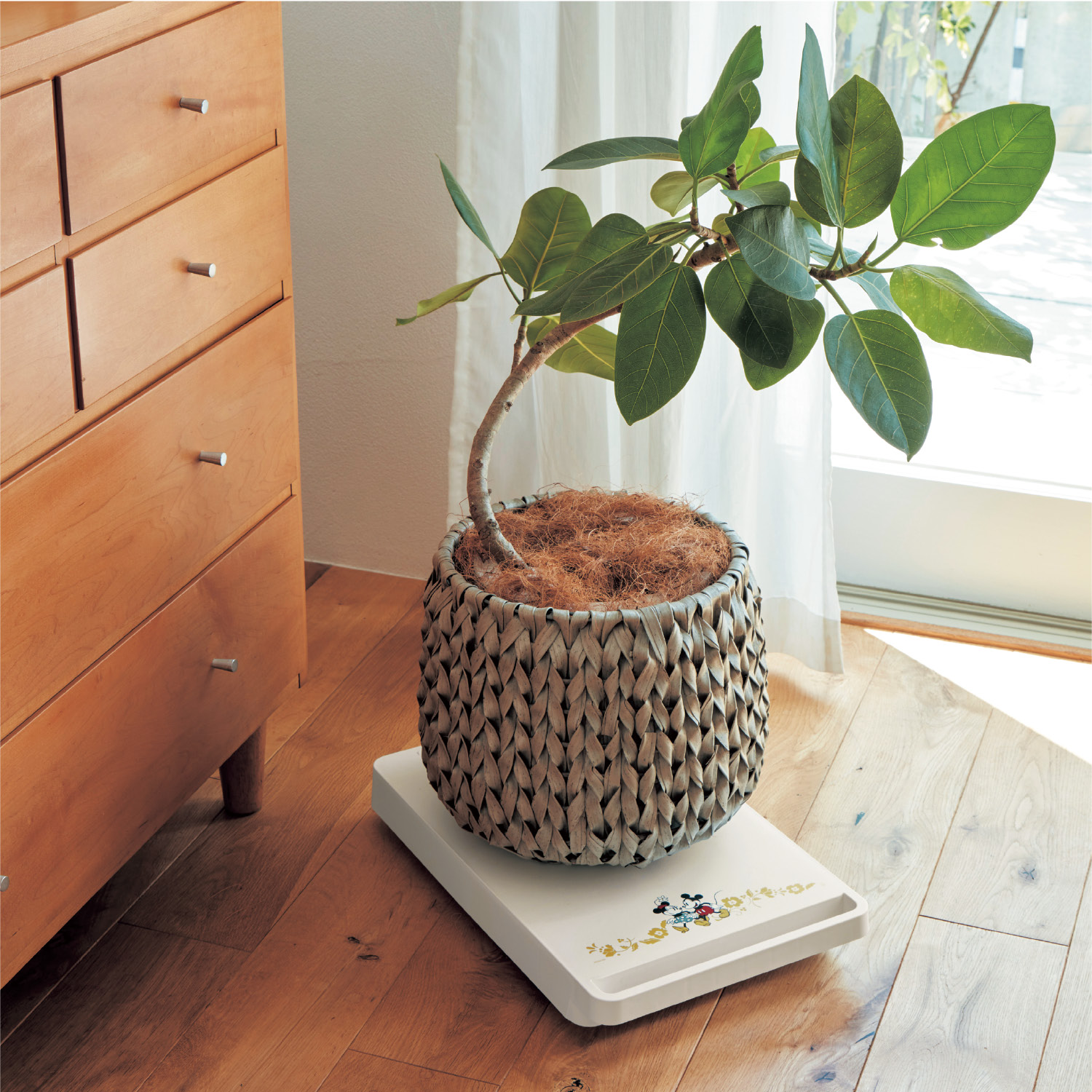 家具やグリーンの移動に便利なコンパクト台車 ミッキー フレンズ ディズニー Disney 通販のベルメゾンネット 家具やグリーンの移動に便利なコンパクト台車 ミッキー フレンズ ディズニー Disney 通販のベルメゾンネット