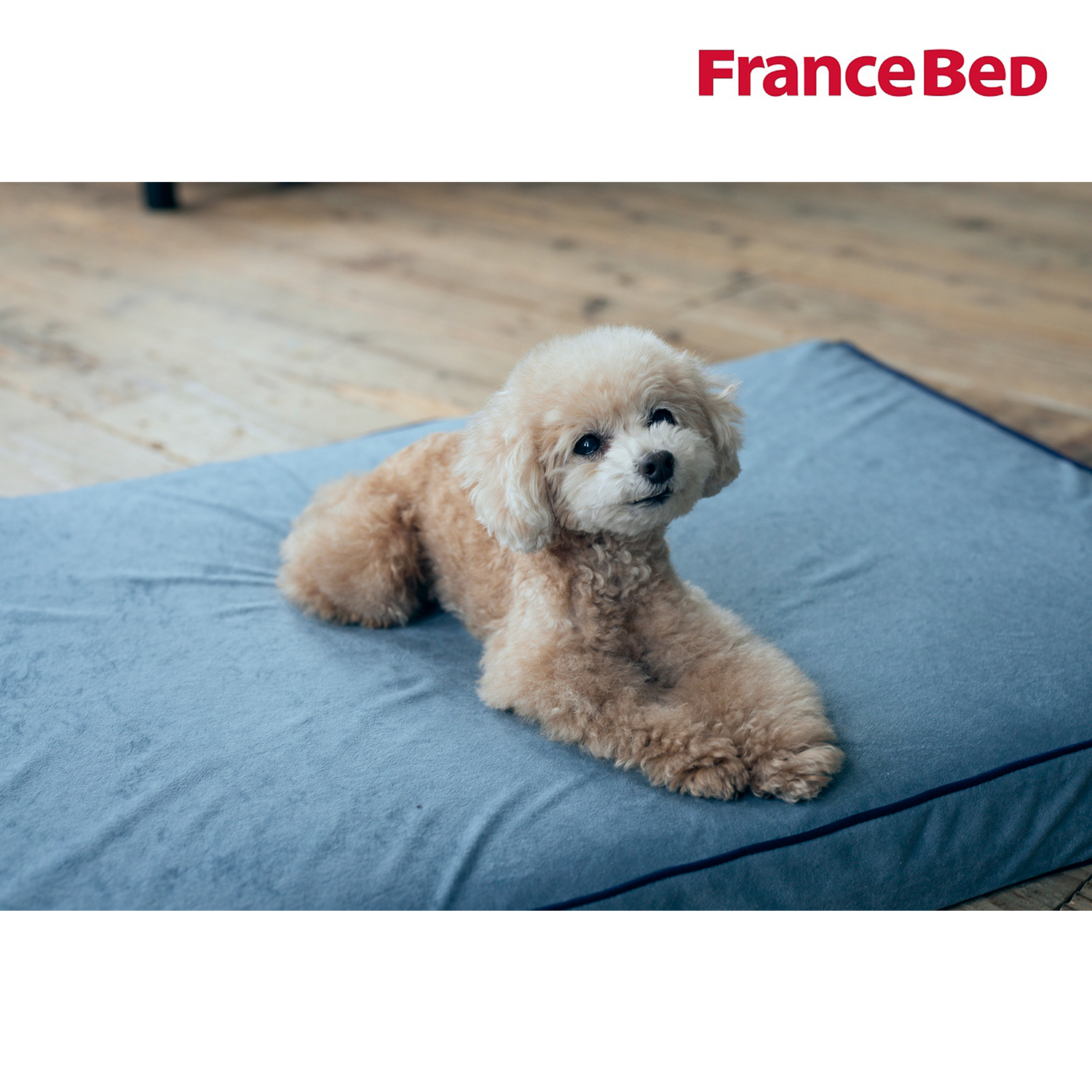 【フランスベッド】ペットとくつろぐ ペットマットコージーINN