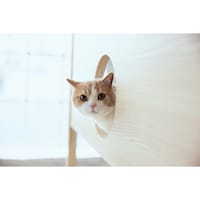 使用イメージ