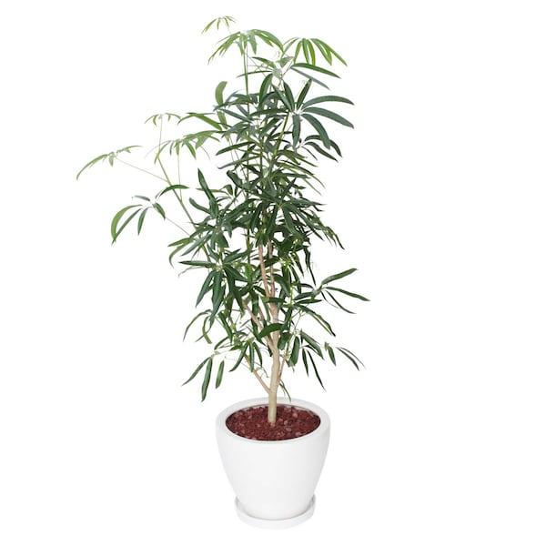 【ベルメゾン】観葉植物「シェフレラ8号 陶器鉢」