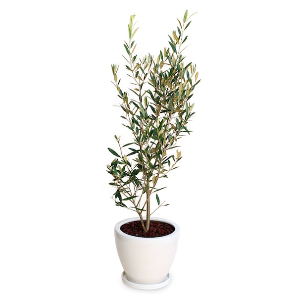 【ベルメゾン】観葉植物「オリーブ8号 陶器鉢」