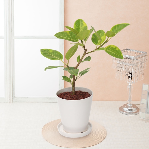 観葉植物「フィカス・アルテシマ」6号