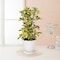 観葉植物「シャフレラ・ハッピーイエロー」6号