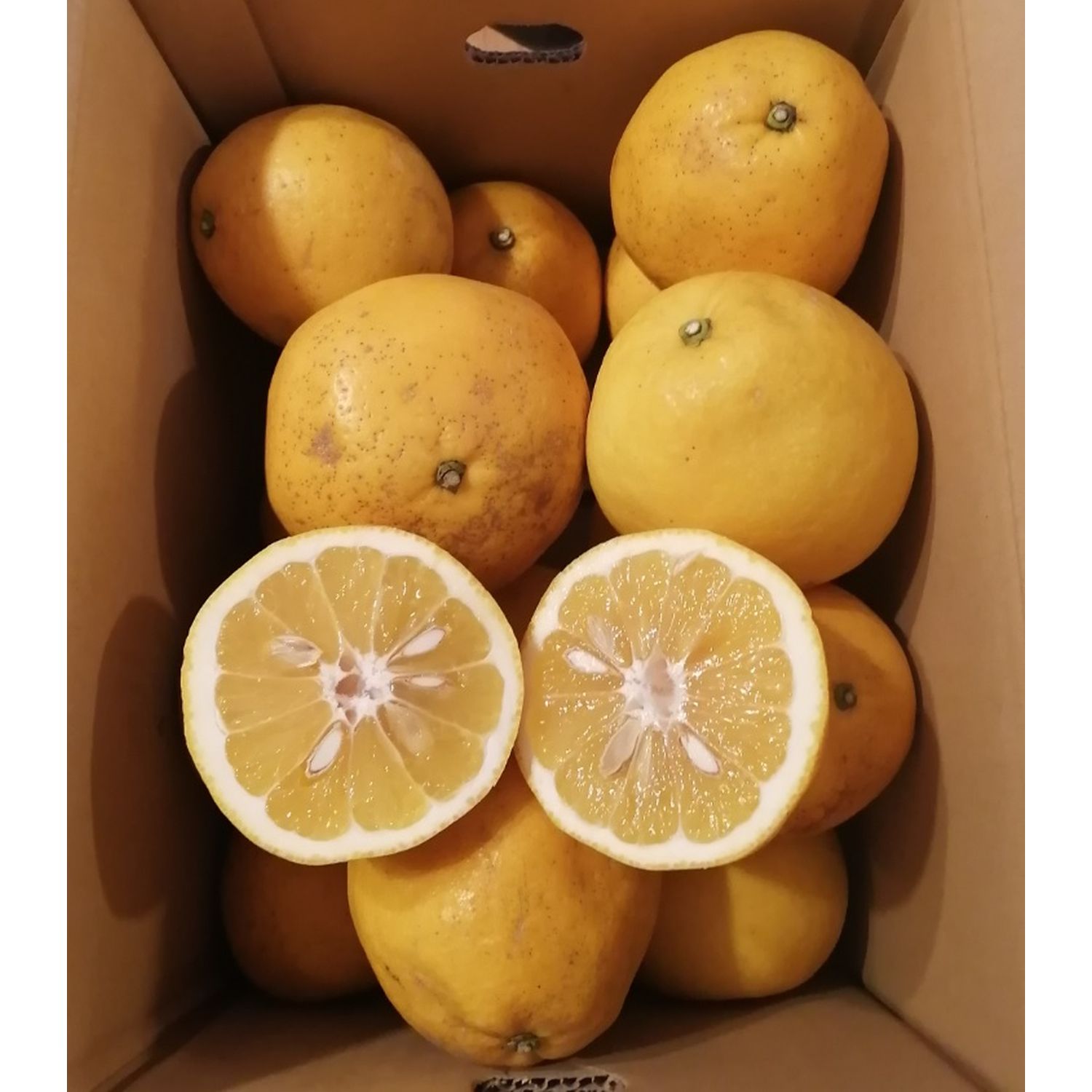 【フードロス対策】 愛媛県産河内晩柑・みしょうゴールド 5kg (訳あり)