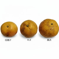 訳あり（サイズ混載、日焼け、傷、黒点など）