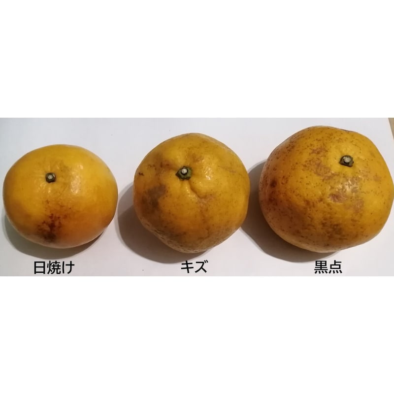 訳あり（サイズ混載、日焼け、傷、黒点など）