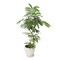 観葉植物「エバーフレッシュ8号　陶器鉢」