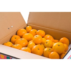 【ベルメゾン】【フードロス対策】【特別価格】【ご注文は1/16まで】 訳あり愛媛県宇和島産温州みかん 5kg (訳あり)