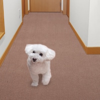 ペットが走り回ってもずれにくい