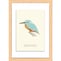 Ｋｉｎｇｆｉｓｈｅｒ