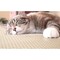ペットの寒さ対策に！遠赤外線効果であったか防水マット ＜45×60/60×90/90×120cm＞