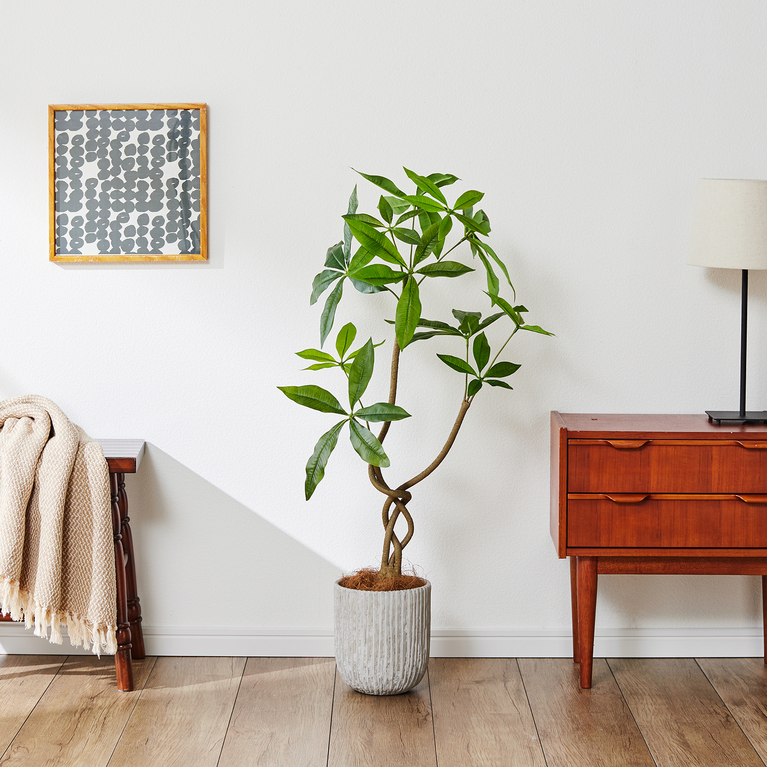 【ベルメゾン】鉢入りフェイクグリーン「ツイストパキラ」 【ベルメゾン】鉢入りフェイクグリーン「ツイストパキラ」